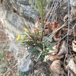 Erysimum virgatum Feuille