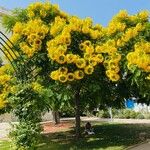 Cassia leptophylla ᱵᱟᱦᱟ