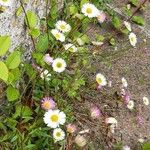 Erigeron karvinskianusŽiedas