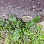 Lactuca muralis Likasa