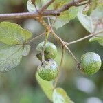 Vitex madiensis Fruto