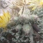 Centaurea glomerata Otro
