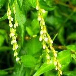 Persicaria hydropiper Flower