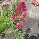 Centranthus ruber Λουλούδι