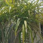 Cordyline stricta Habitatea