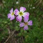 Malcolmia maritima 花