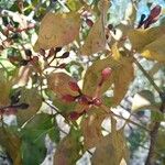 Psittacanthus eucalyptifolius Плод