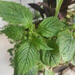 Crassocephalum crepidioides Blatt