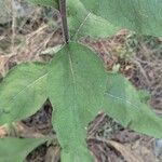 Inula conyza Likasa