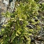 Juniperus sabina Ліст