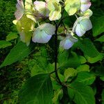 Hydrangea heteromalla Kvet