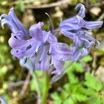 Hyacinthoides hispanica Λουλούδι
