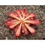 Drosera spatulata 葉