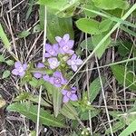 Gentianella amarella Flower