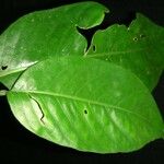 Piper prismaticum Leaf