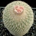 Epithelantha pachyrhiza Агульны выгляд