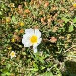 Cistus salviifoliusFlor