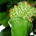 Sarracenia leucophylla Hoja