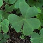 Oxalis oreganaLeaf