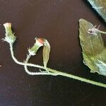 Crassocephalum picridifolium Цвят
