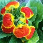 Calceolaria integrifoliaBlodyn