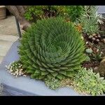 Aloe polyphylla Blad