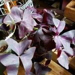 Oxalis triangularis 葉