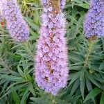 Echium candicansFlor