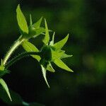 Silphium asteriscus Leaf