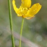 Ranunculus serpens Cvet