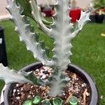 Euphorbia lactea List