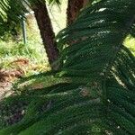 Araucaria heterophyllaList