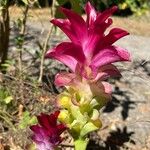 Curcuma zedoaria Folha