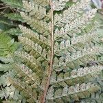 Polystichum polyblepharon Hedelmä