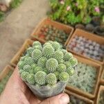 Mammillaria spinosissima Coajă