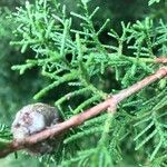 Cupressus arizonica Φύλλο