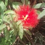 Calliandra tweedieiFlor