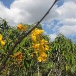 Senna rugosa Flower