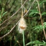 Typha minima Ffrwyth