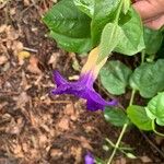 Thunbergia erecta花