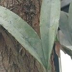 Epidendrum ciliare Yaprak