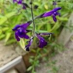 Salvia coahuilensis Floro