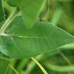 Helianthus mollis Blad