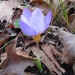 Crocus imperati Цвят