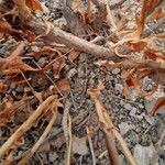 Rhazya stricta Bark