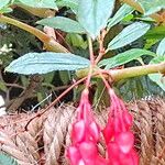 Fuchsia paniculata Flower
