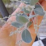 Acacia podalyriifolia Blodyn