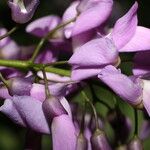 Lonchocarpus schiedeanus Blüte