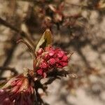 Viburnum farreri Цветок