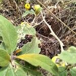 Solanum tettense Fulla